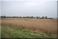 Reedbeds