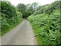 Single track lane descending to Halecommon