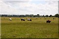 Cattle in a field near East Hanney