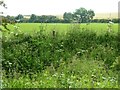 The overgrown course of the Gypsey Race