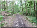 SU7825 : Durford Heath in Durford Wood by Dave Spicer