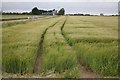TF2056 : Barley field near Tattershall  by Alan Murray-Rust