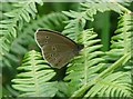 NU1614 : Ringlet butterfly, Aphantopus hyperantus by Russel Wills