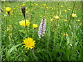 One of many Common Spotted Orchids on Common Hill