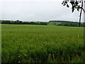 Oil-seed Rape Field