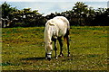M2233 : Moycullen - Grazing Prize-Winning Connemara Pony by Joseph Mischyshyn