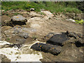 Concretions in sandstone