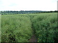 Part of the Herefordshire Trail south of King