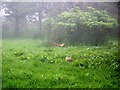 A pair of pheasants on Westhill Heights