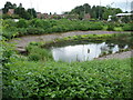 Pond outside offices at Oxon Business Park, Shelton, Shrewsbury