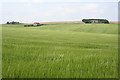 Barley at Little Hungryhills