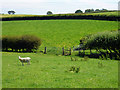 A sheep in a field