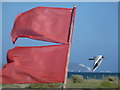 SZ1891 : Mudeford: flags and a gull fly in opposing directions by Chris Downer