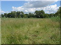 Thorpe Hay Meadow