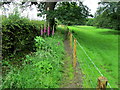 Nidderdale Way above Birstwith