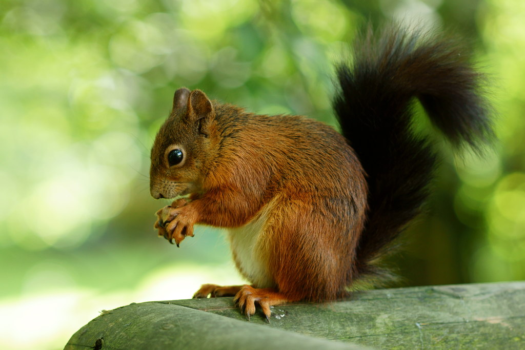 The Squirrel With the Black Tail © Peter Trimming cc-by-sa/2.0 ...