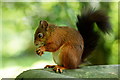 TQ3643 : The Squirrel With the Black Tail by Peter Trimming