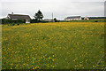 Buttercup Meadow