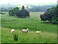 NY8184 : Sheep in parkland near Hesleyside Hall by Oliver Dixon