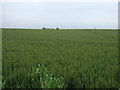 NU1929 : Crop field, Hill Crest by JThomas