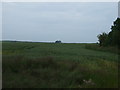 Farmland near West Fleetham