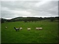 Sheep near Bouthwaite