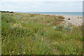 Wild flowers behind the beach