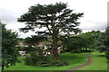 Cedar tree damaged during wet summer