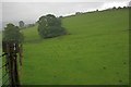 Field in the Rain