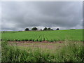 Across the fields to Old Caverton Farm