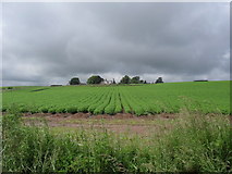 NT7427 : Across the fields to Old Caverton Farm by James Denham