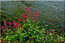 M2925 : Galway - River Corrib Walk - Red Flowers by Joseph Mischyshyn