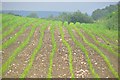 Mid Devon : Crops Growing