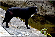 M2925 : Galway - River Corrib Walk - Dog along Canal by Joseph Mischyshyn
