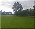 Expansive sheep grazing land from the antique centre