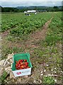 Border Berries