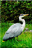 M2925 : Galway - River Corrib Walk - Egret or Heron? by Joseph Mischyshyn