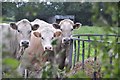 ST0713 : Mid Devon : Cattle Looking by Lewis Clarke