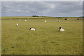 SX1584 : Moorland sheep by Bill Harrison