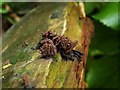NS3977 : A slime mould - Stemonitis species by Lairich Rig