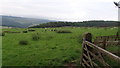 SK2468 : Fields on the hillside by Ian Paterson
