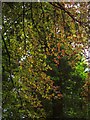 SX9065 : Leaves, Chapel Hill Pleasure Grounds by Derek Harper