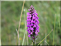SS4636 : Wild flower, Braunton Burrows by David P Howard