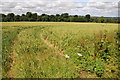 Wheat field near Swerford