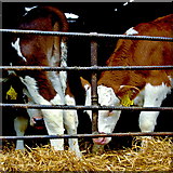 R3377 : Ennis - Market Place - Farmers' Market - Calves by Joseph Mischyshyn