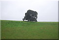 TQ0108 : Tree, Arundel Park by N Chadwick