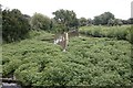 Ewelme Watercress beds