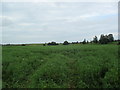 Farmland near Minster