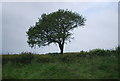 SE4061 : Isolated tree by the A1(M) by N Chadwick
