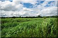 Stanford Warren Reed Bed